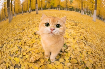 一只橙色猫在观察从树上掉落的叶子