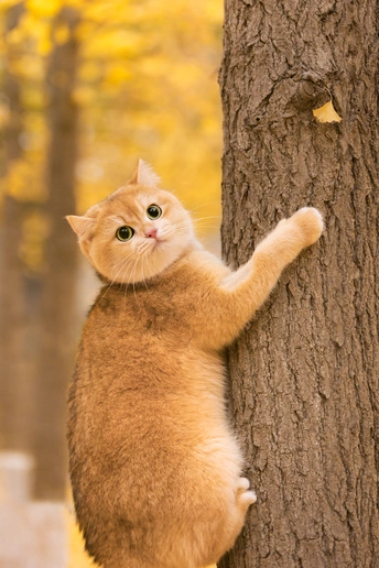 一只橙色的小猫正在攀爬一棵树。