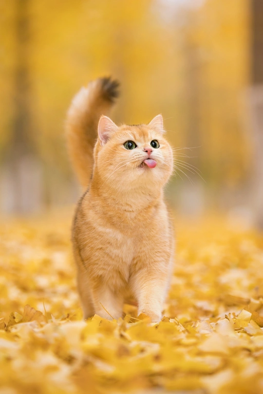 一只橙色斑纹的猫在秋叶上行走