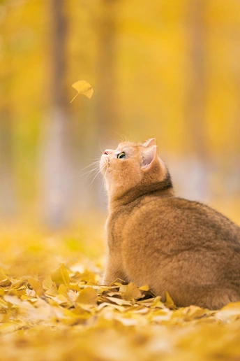 秋天里一只坐在树叶堆上的橙色猫