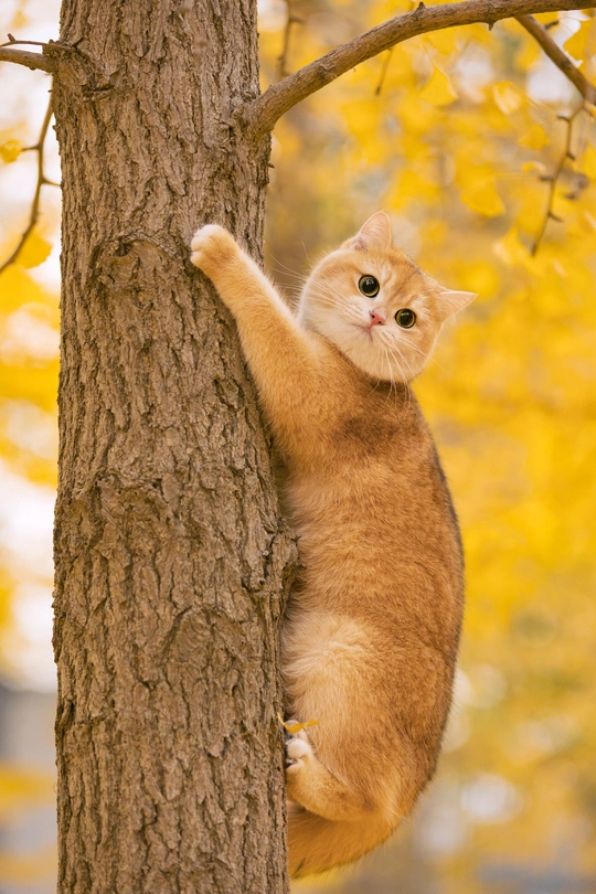 一只橙色的小猫正在攀爬一棵树。