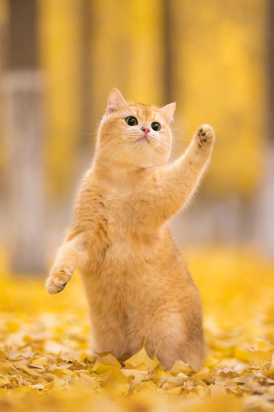 橘猫在秋天跳跃