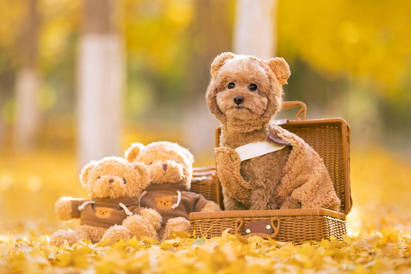 一个坐在篮子里的棕色泰迪熊 带着一个手提箱。