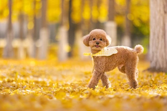 一只小狗在秋天落叶中玩耍