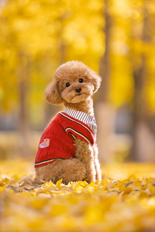 秋天穿毛衣的小狗