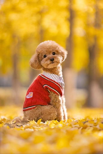 秋天穿毛衣的小狗