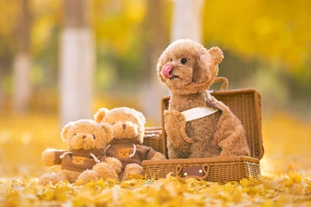 一个坐在篮子里的棕色泰迪熊 坐在一个箱子上。