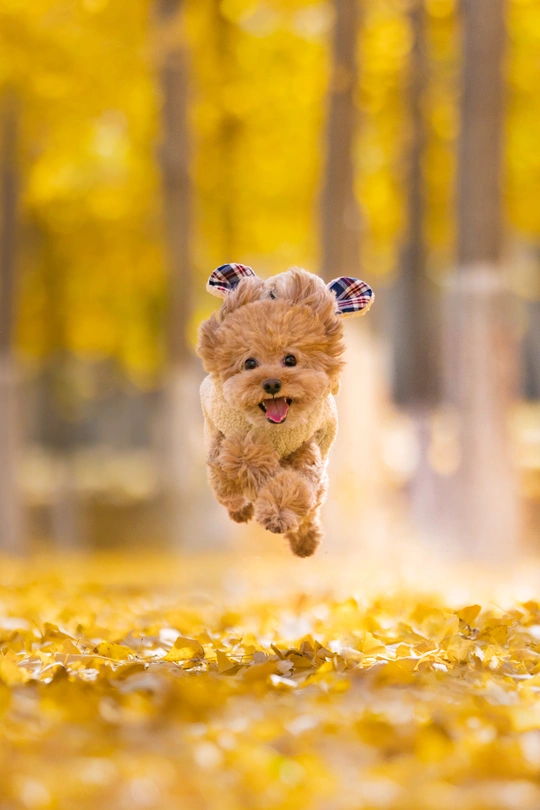 一只小狗在树叶上跳跃