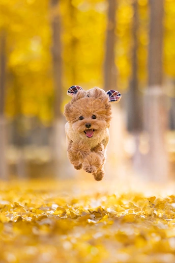 一只小狗在树叶上跳跃