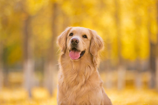 金毛犬在公园中的肖像
