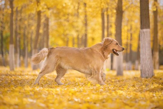 秋天的公园里的一只金毛寻回犬