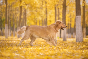 秋天的公园里的一只金毛寻回犬