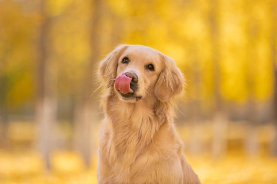 一只嘴里含着苹果的金毛寻回犬