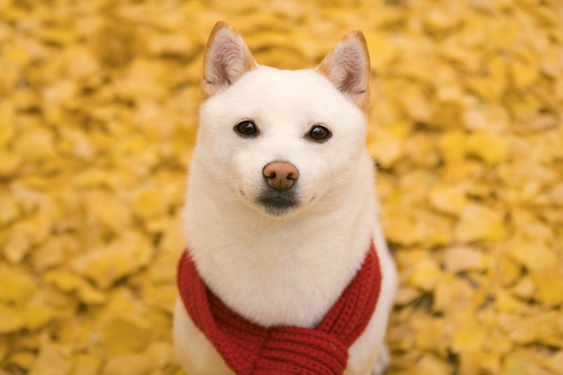 秋天里一只穿红围巾的白狗