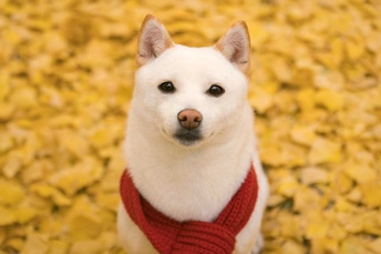 秋天里一只穿红围巾的白狗