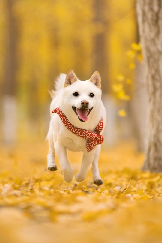 一只白色狗在公园里跑过 穿过树叶。