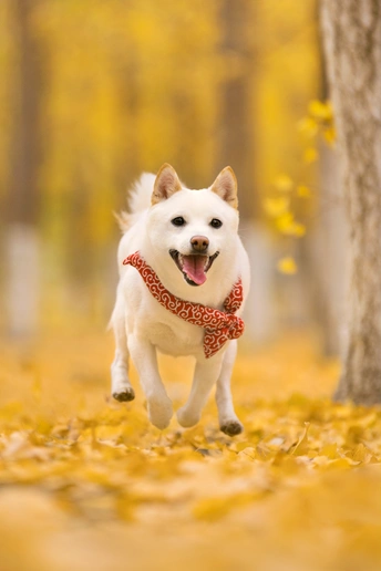 一只白色狗在公园里跑过 穿过树叶。