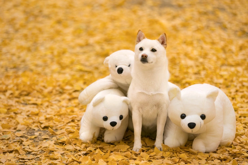 一只白色的 puppy 坐在 一只白色的毛绒玩具熊旁边