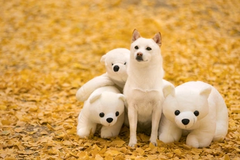 一只白色的 puppy 坐在 一只白色的毛绒玩具熊旁边