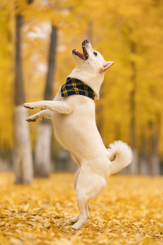 一只白色狗在树叶上跳跃