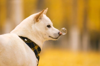 口含气泡的白狗