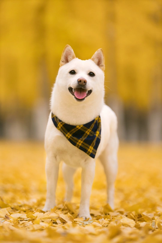 一只白色的狗站在秋天的落叶中