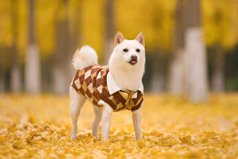 一只穿着棕色和白色棋盘花纹狗毛衣的小狗