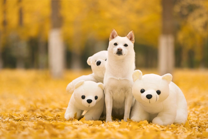 一只坐在堆满毛绒玩具熊的白狗