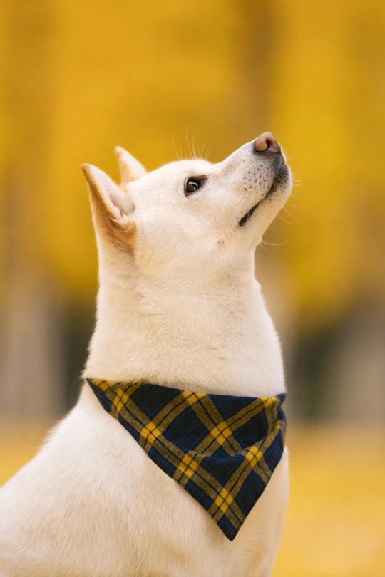 一条小狗戴着格子领带