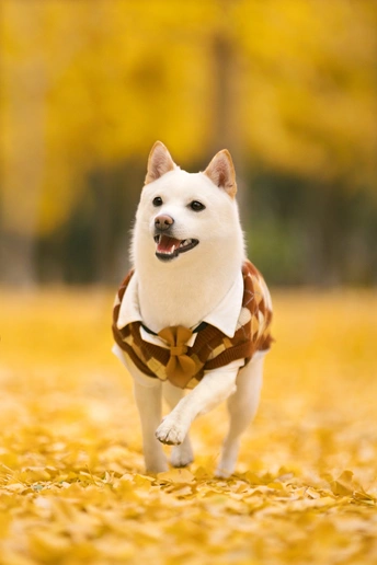 一条狗在秋天的日子里跑过落叶