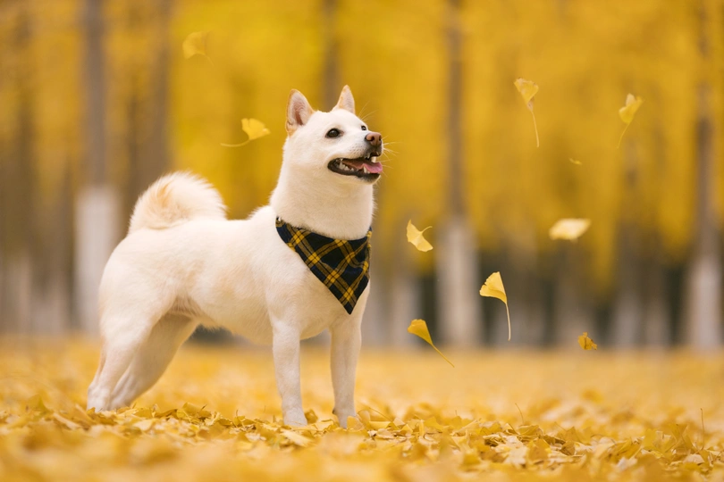 一条穿着黄色格子围巾的小白狗