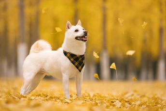 一条穿着黄色格子围巾的小白狗