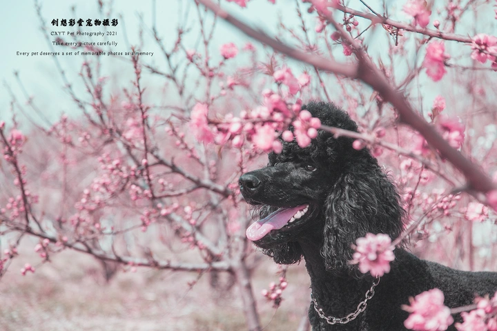 春天花会开