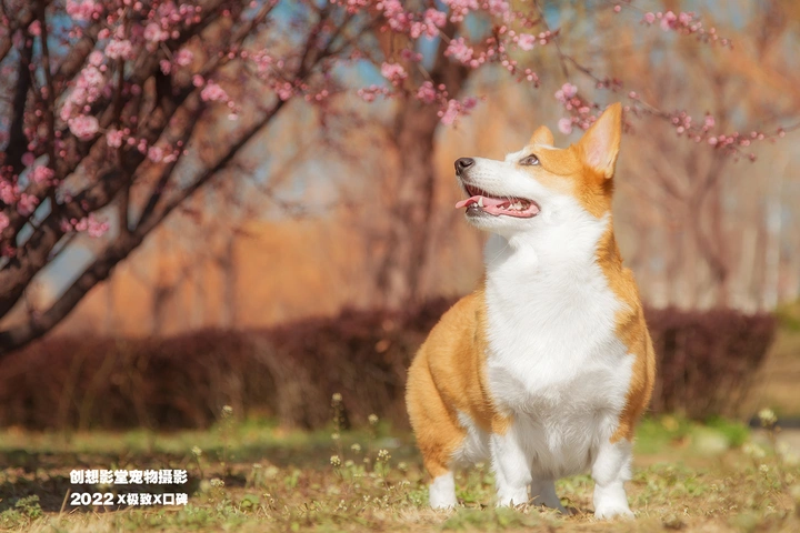 柯基春日出行记