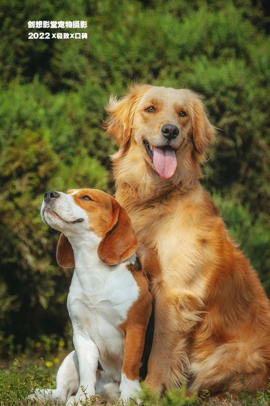一条狗和一条狗挨着坐