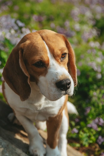 一只棕色和白色的狗坐在花园里一些鲜花前的岩石上