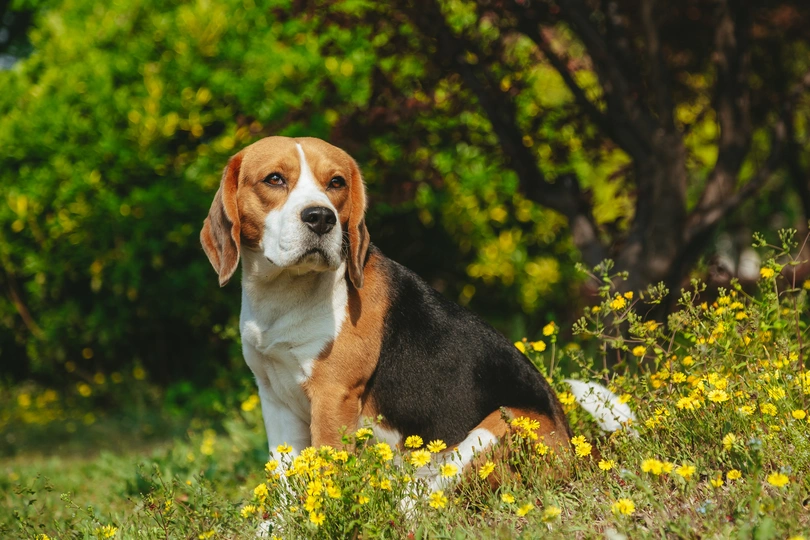 一只狗坐在黄色的花田里