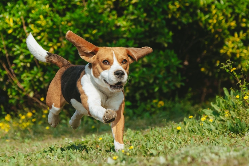 一只狗在郁郁葱葱的绿地上奔跑