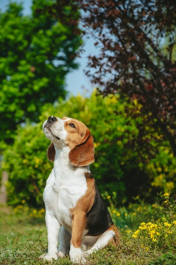 一只狗坐在绿树成荫的田野里