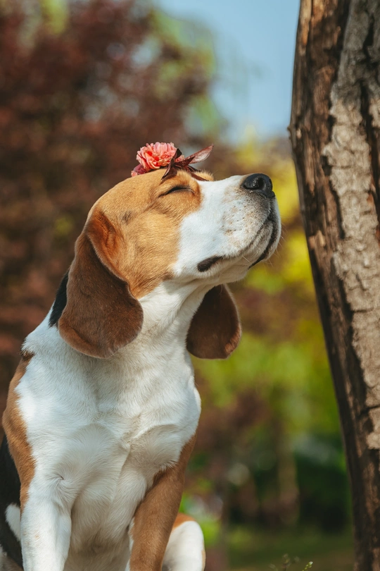一只狗坐在一棵树旁 头上开着一朵红花