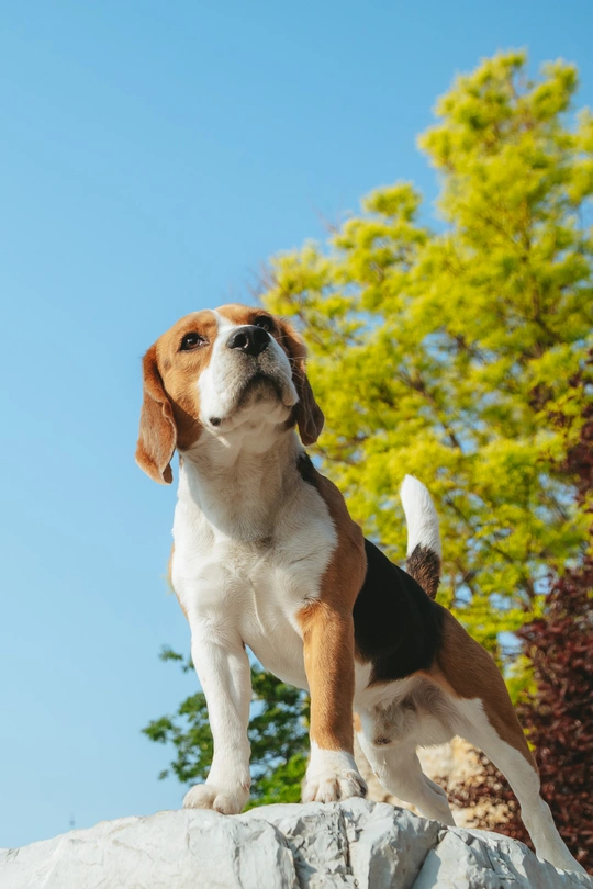 坐在岩石顶部的小狗
