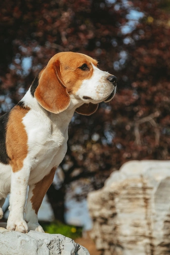一只小狗坐在外面的岩石上