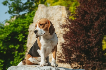 坐在岩石上的狗