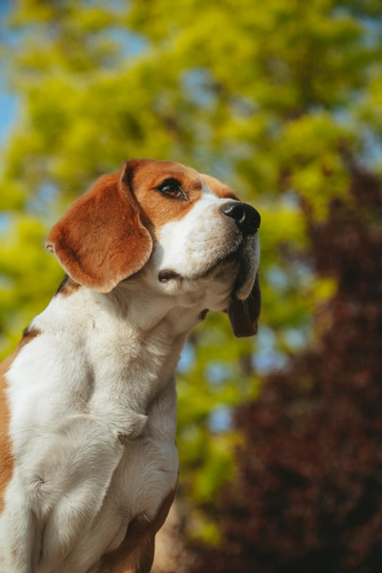 一只棕色和白色的狗站在树前
