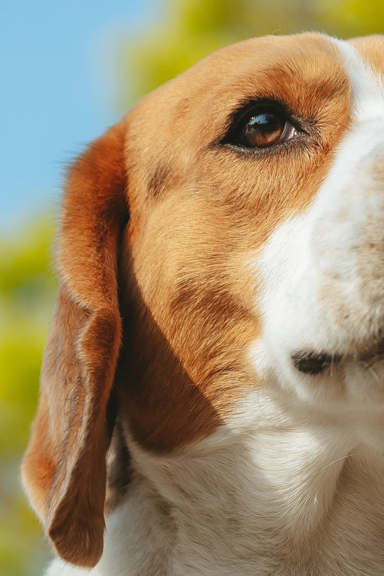 棕色和白色的狗的头 棕色的眼睛