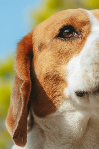 棕色和白色的狗的头 棕色的眼睛