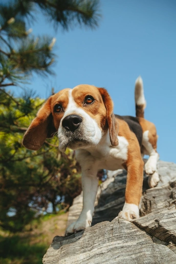 一只小猎犬站在岩石上