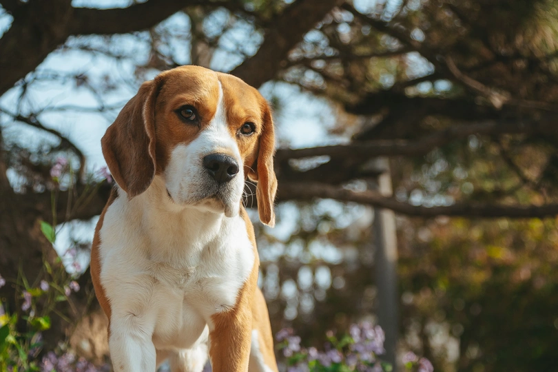 站在树旁的一只棕色和白色的狗