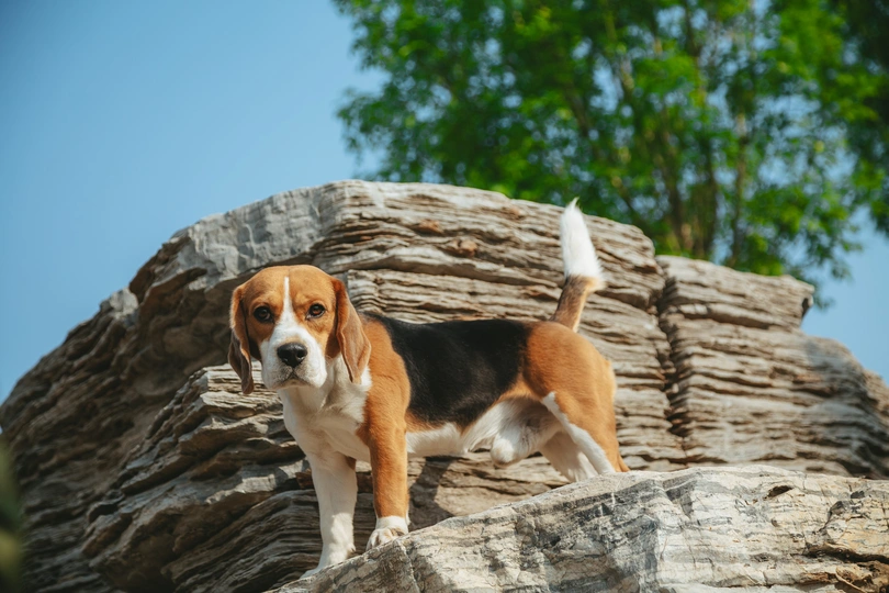 站在岩石上的狗