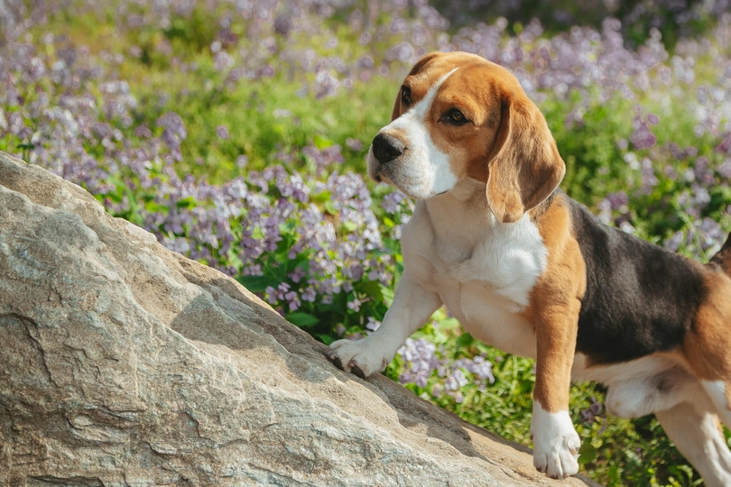 一只狗站在紫色花田里的一块大石头上